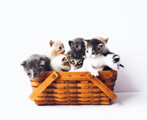 GATTO-1-1